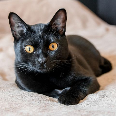 Черная кошка бомбейка