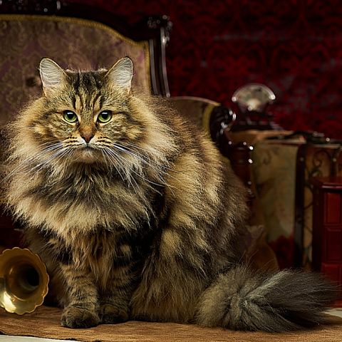 Фото кота сибирской породы