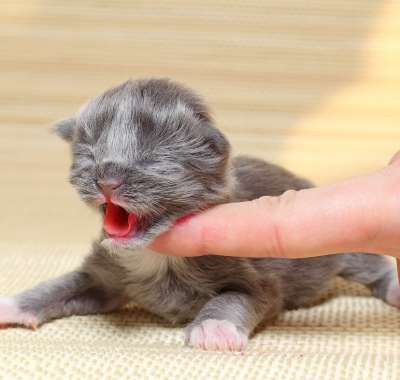 Как кормить новорожденного котёнка без кошки