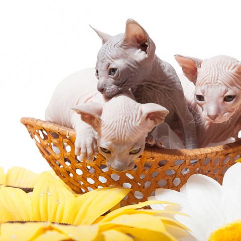 Три котёнка донского сфинкса фото