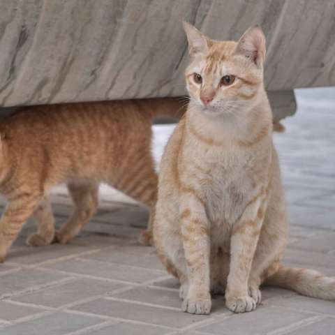 Котик и кошка аравийских мау
