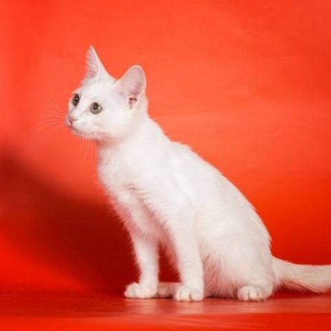 Котёнок турецкой короткошерстной кошки