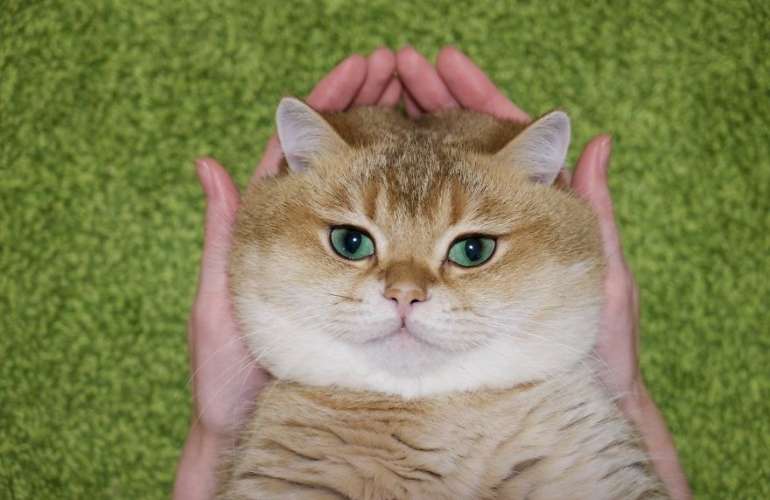 Толстощекий кот Хосико
