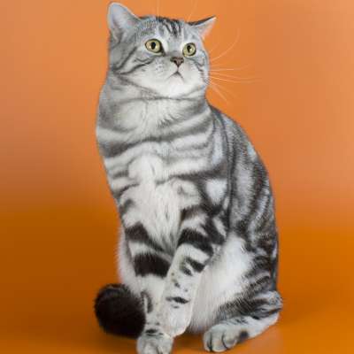 Скоттиш-страйт 🐈 фото кошки, описание породы, характер, уход за шотландской  прямоухой кошкой