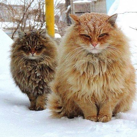 Сибирские кот и кошка