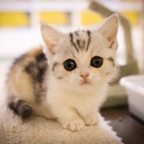 Фото котёнка манчкина