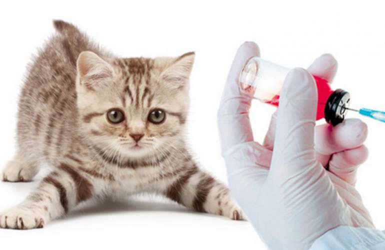 Вакцинация (прививки) кошек: когда и какие делать, график