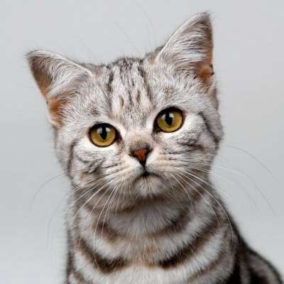 Короткошерстные кошки 🐈 43 длинношерстные породы с названиями и фото