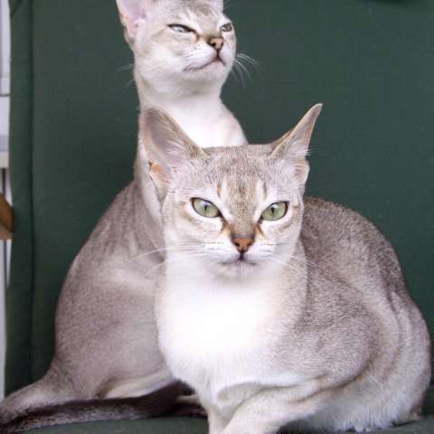 Кошка и кот породы сингапура