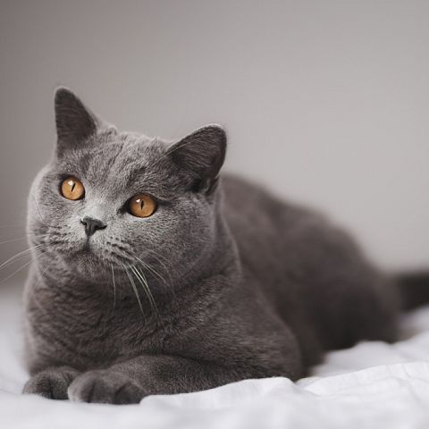 Голубой короткошерстный британский кот