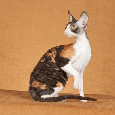 Кудрявый кот корниш рекс: особенности кучерявой породы кошек, уход за питомцем