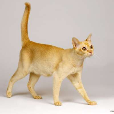 Цейлонская кошка – описание пород котов
