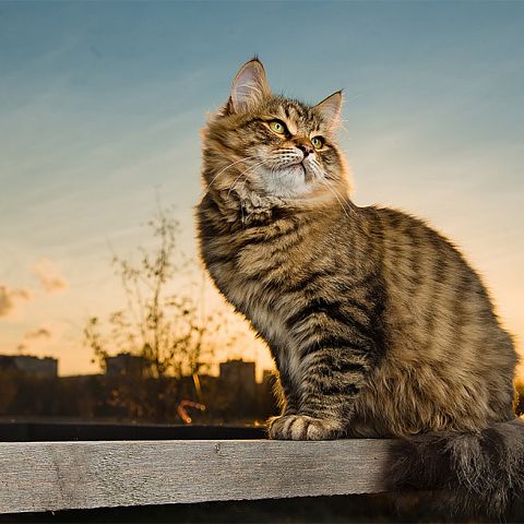 Фото сибирского кота