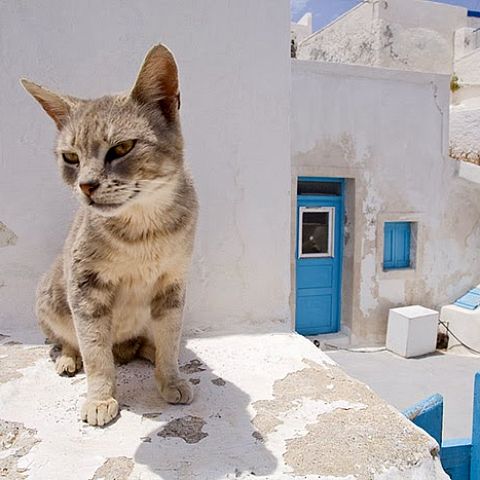 Эгейский кот