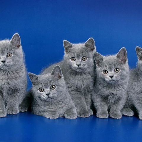Голубые котята британской короткошерстной из питомника TinArden*RU