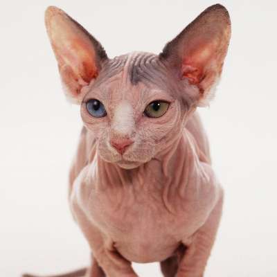 Минскин: фото кошки, цена, описание породы, характер, видео, питомники