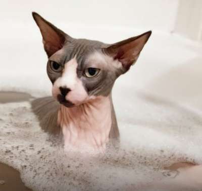Гигиена лысых кошек