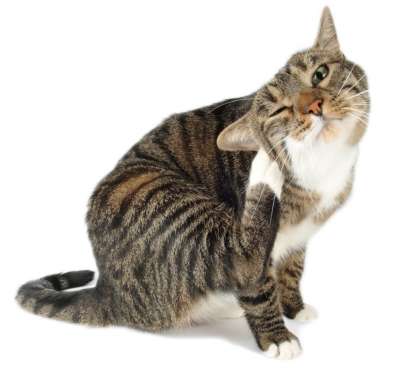 Чесотка у кошек: виды и как лечить