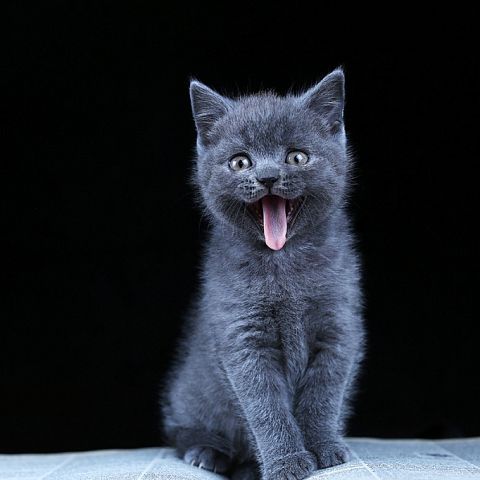 Голубой котёнок британской короткошерстной породы