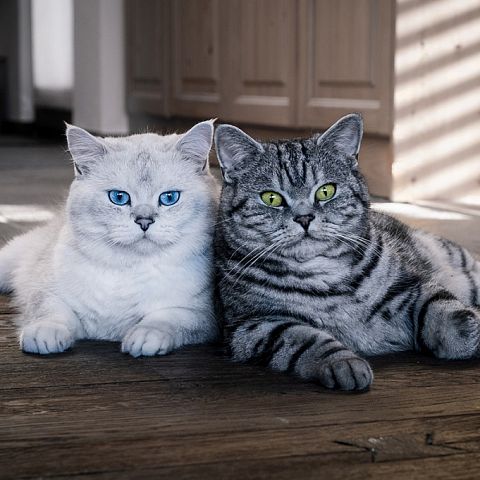 Британские короткошерстные кошки фото