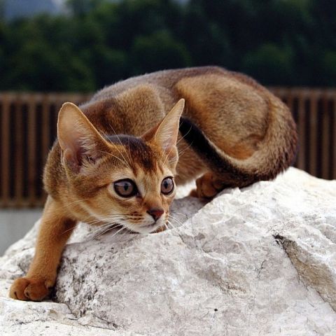 Фото кота абиссинской породы