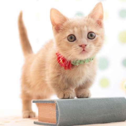 care guidelines munchkin kittens 12f80f6eb4f35c80