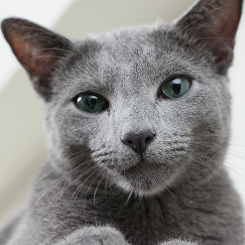 Глаза зеленого цвета русской голубой кошки