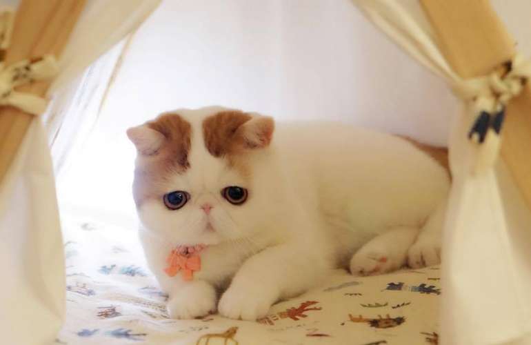 Кот Снупи 🐈 фото японской кошки, цена и где купить породу в России