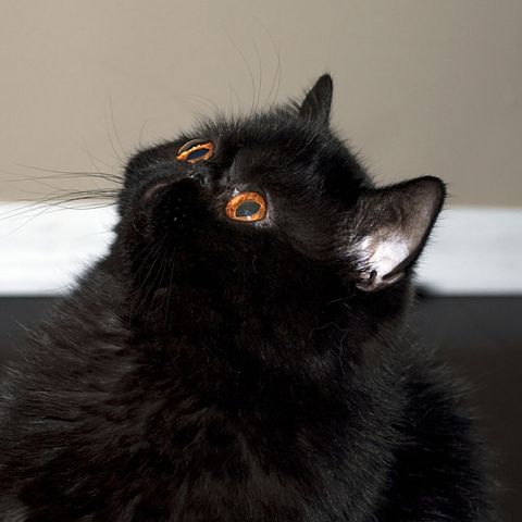 Черный кот короткошерстной экзотической