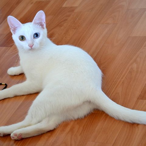Белая кошка анатолийской породы с гетерохромией