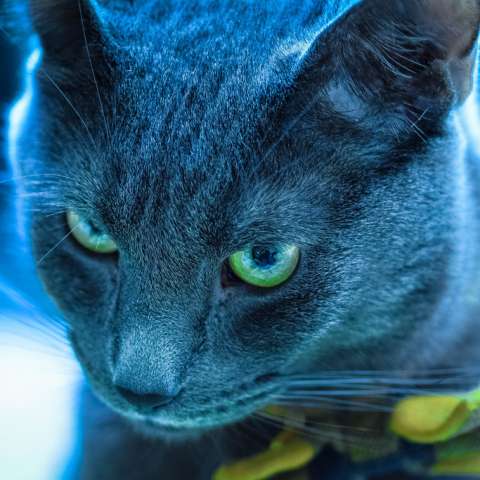 Зеленоглазая русская голубая кошка