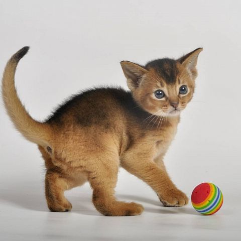 Котёнок абиссинской породы играет в мячик