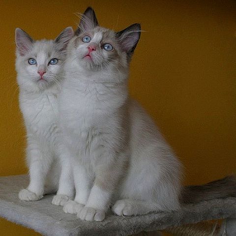 Кот и кошка рагамаффин