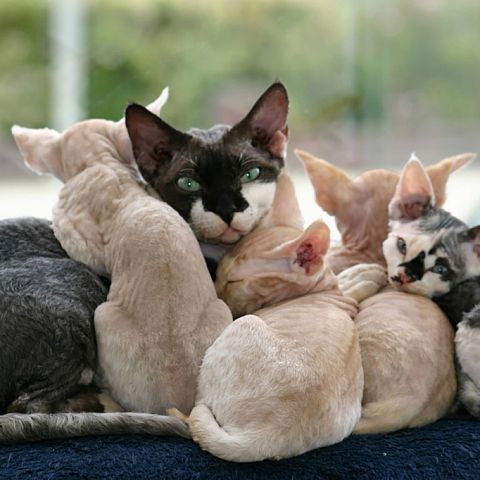 Кошка девон рекс с котятами