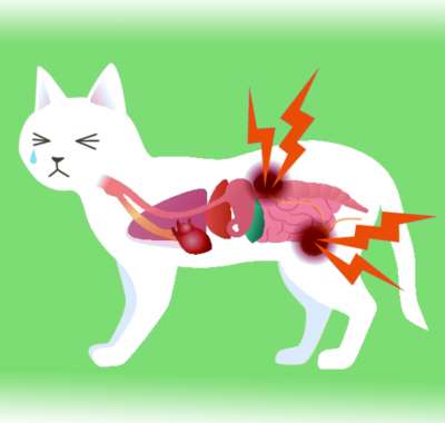 Мочекаменная болезнь у кошек и котов