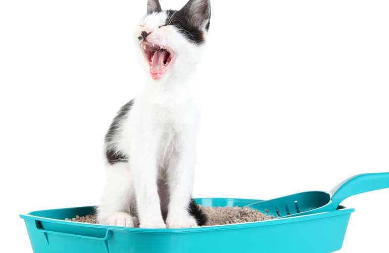 Запоры у кошки чем лечить и прослабить — непроизвольная дефекация у котенка