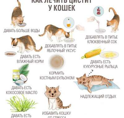 Интересные факты о кошках, кошках и котятах породистых и диких