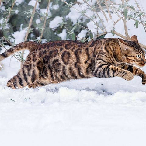 Бенгальский кот в снежном лесу фото
