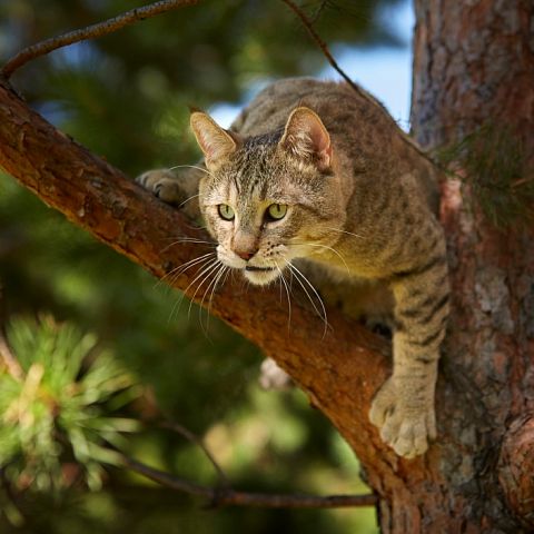 Кошка пиксибоб на дереве