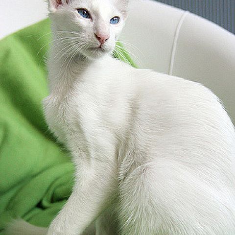 Белый балийский кот