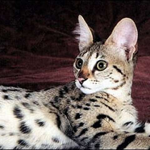 Котёнок сафари