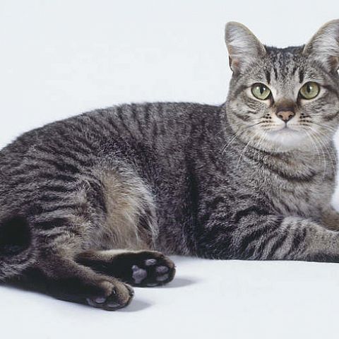 Порода кошек азиатская табби фото