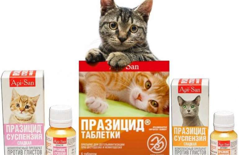 Празицид для кошек и котов
