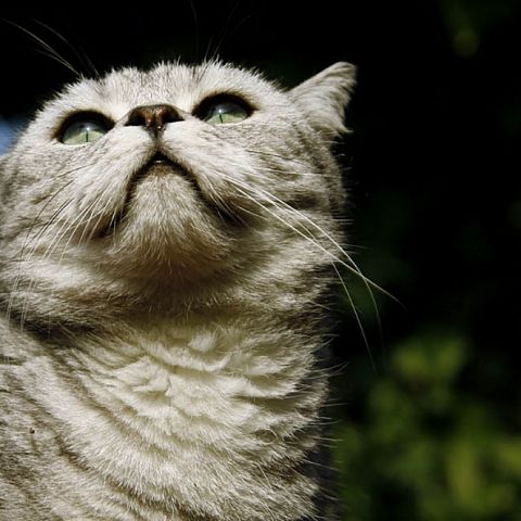 Британский короткошерстный кот фото