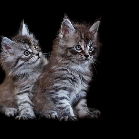 Два котёнка мейнкуна