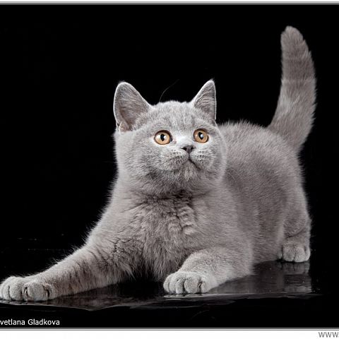 Котёнок британской короткошерстной кошки из питомника TinArden*RU