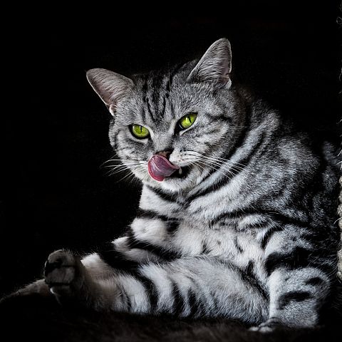 Британский короткошерстный кот мраморного окраса