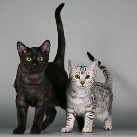 Черный кот и котёнок египетских мау