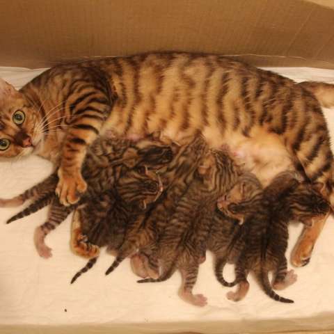 Кошка с котятами породы тойгер