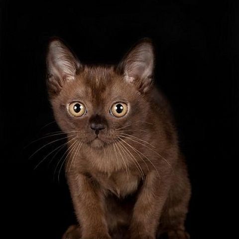 Порода кошек бургундская фото